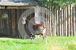 Okapi in the  Wroclaw Zoo, Poland