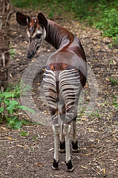 Okapi (Okapia johnstoni).