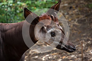 Okapi (Okapia johnstoni). photo