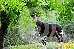 Okapi in zoo