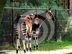 Okapis.