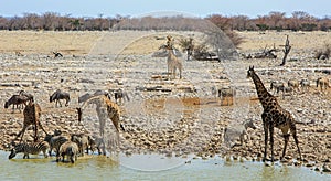 Okaukeujo camp waterhole is a magnet for animals coming to drink