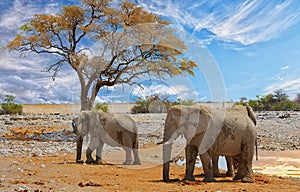 Okaukeujo Waterhole with a acacia tree and Elephants against a wispy cloudy sky