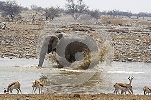 Okaukuejo resort waterhole