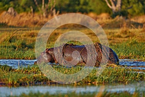 Okavango African Hippopotamus, Hippopotamus amphibius capensis, Okavango delta, Botswana Africa. Hippo with injury bloody scar in