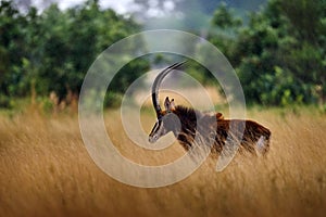 Okavango, antelope in forest, rain. Sable antelope, Hippotragus niger, savanna antelope found in Botswana in Africa. Detail