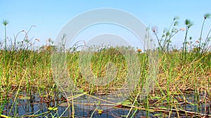 Okavango delta
