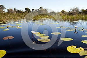 Okavango Delta