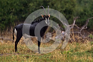 Okavango delta antelope. Sable antelope, Hippotragus niger, savanna antelope found in Botswana in Africa. Detail portrait of photo