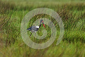 Okavango delta, Botswana in Africa. Wildlife scene from nature. Saddle-billed stork, or saddlebill, Ephippiorhynchus senegalensis