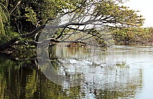 Okavango Delta Landscape. Botswana