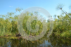 Okavango delta, plants growing from water, grass, Botswana, Africa photo
