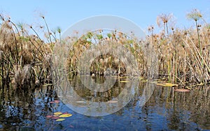 Okavango Delta water and