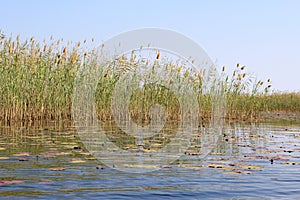 Okavango Delta water and