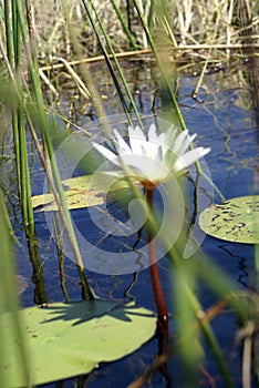 Okavango Delta water lily
