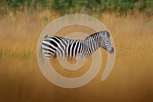 Okavango delta, zebra. Zebra with yellow golden grass. Burchell\'s, Nxai Pan National Park, Botswan
