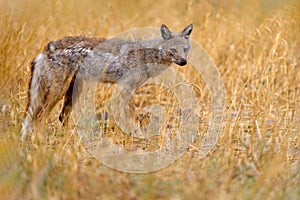 Okavango wildlife. Side-striped jackal, Canis adustus, canid native to Africa, in golden grass. Wet season. Safari in Okavango