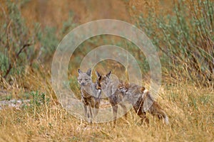 Okavango wildlife. Side-striped jackal, Canis adustus, canid native to Africa, in golden grass. Wet season. Safari in Okavango