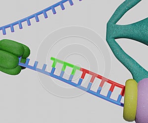 Okazaki fragments linked together by DNA ligase photo