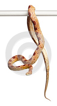 Okeetee albino Corn Snake, Pantherophis