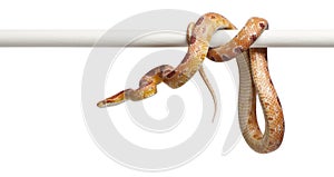 Okeetee albino Corn Snake, Pantherophis