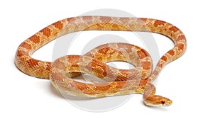 Okeetee albinos Corn Snake, Red Rat Snake