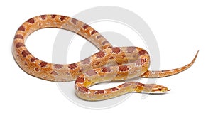 Okeetee albinos Corn Snake, Red Rat Snake, Pantherophis guttatus