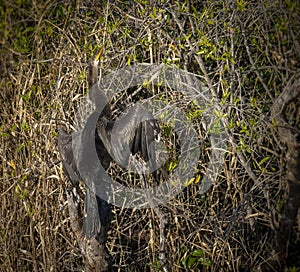 Anhinga bird drying it`s wings