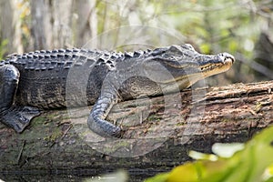 Okefenokee Alligator missing foot and part of snout