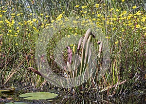 Okefenokee Hooded Pitcher Plant and Bidens gold wildflowers on peat hammock