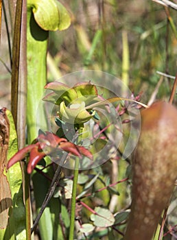 Okefenokee Hooded Pitcher Plant Flower