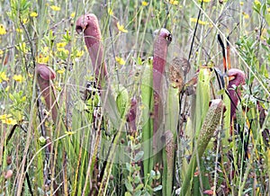 Okefenokee Hooded Pitcher Plants on Chesser Prairie