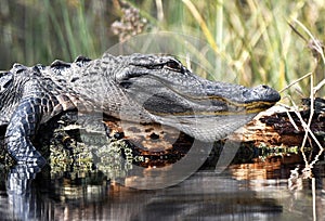 Large basking American Alligator gaping throat pouch; Okefenokee Swamp National Wildlife Refuge, Georgia USA