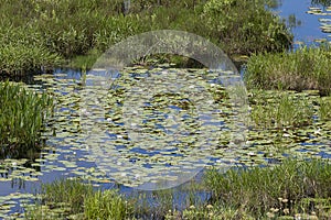 Okefenokee Natural Water Garden