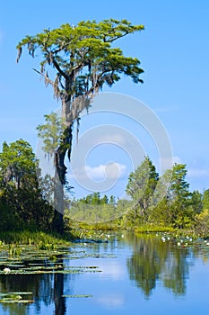 Okefenokee Swamp