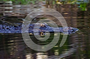 Okefenokee Swamp Alligator Glowing Eyes