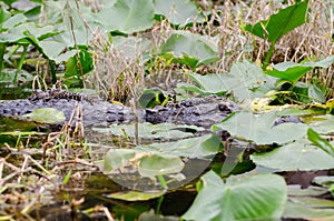 Okefenokee Swamp Alligator Mom and Babies