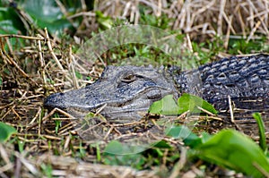 American Alligator in wwamp prairie hammock, Okefenokee National Wildlife Refuge, Georgia