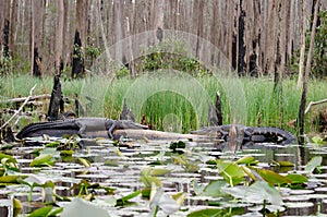 Okefenokee Swamp Alligators Face Off