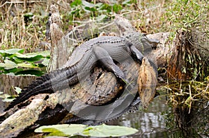 Okefenokee Swamp Bull Alligator Basking