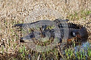 Okefenokee Swamp Bull Alligators