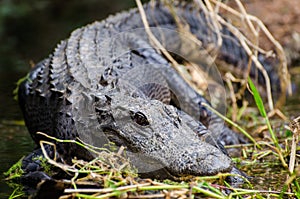 Okefenokee Swamp Bull Gator