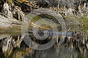 Okefenokee Swamp home to alligators