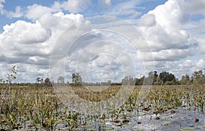 Okefenokee Swamp Prairie Habitat landscape panorama