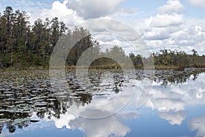 Okefenokee Swamp Prairie Habitat landscape panorama