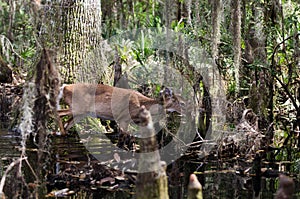 Okefenokee Swamp Whitetailed Deer