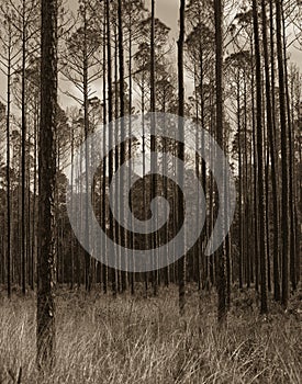 Okefenokee wildlife refuge after the fire photo