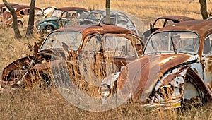 OKEMAH, OK - 2 MAR 2020: Volkswagon Beetle cars located in a field