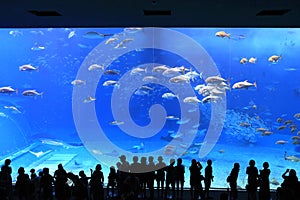 Okinawa Aquarium