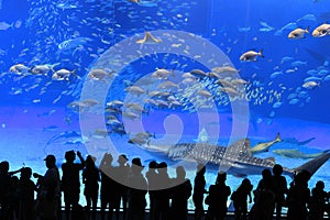 Okinawa Aquarium